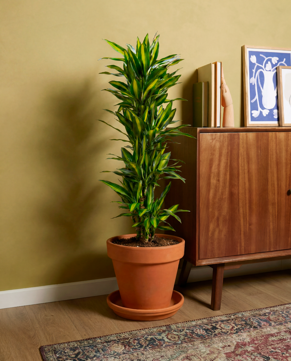 Shop Dracaena Cintho XXL (Dragon tree) online | PLNTS.com