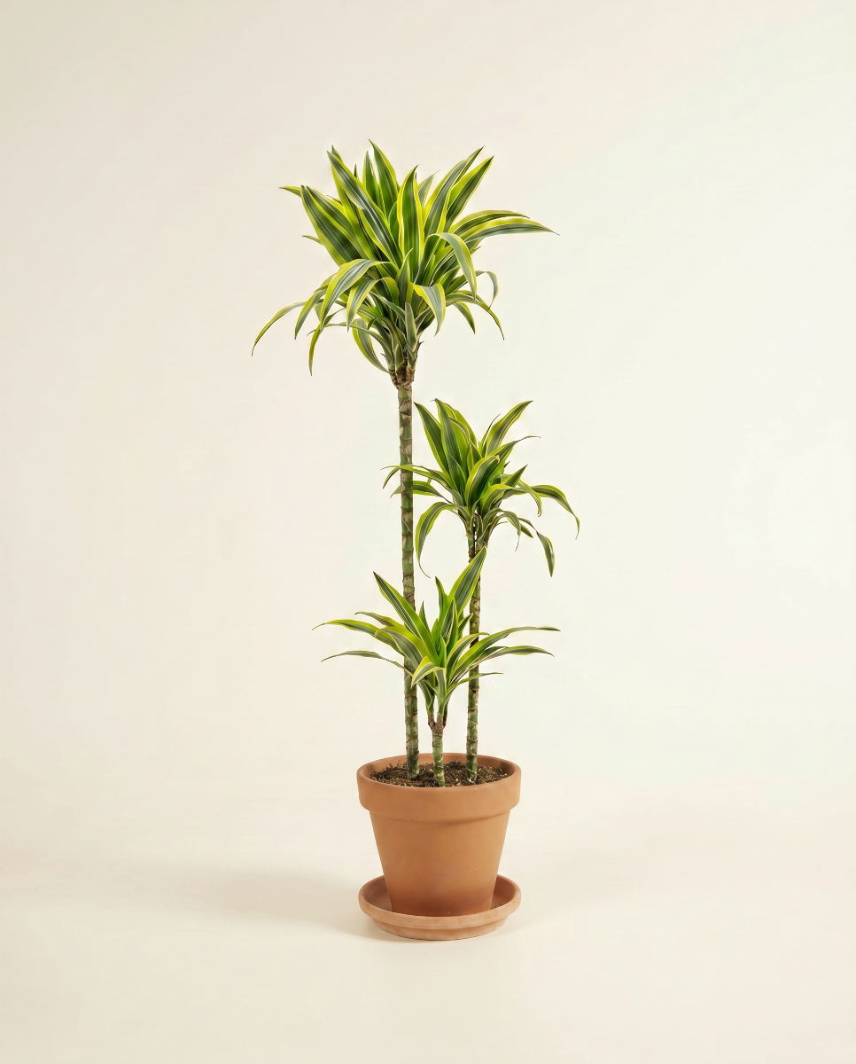 Shop Dracaena Lemon Lime XXL (Dragon tree) online | PLNTS.com
