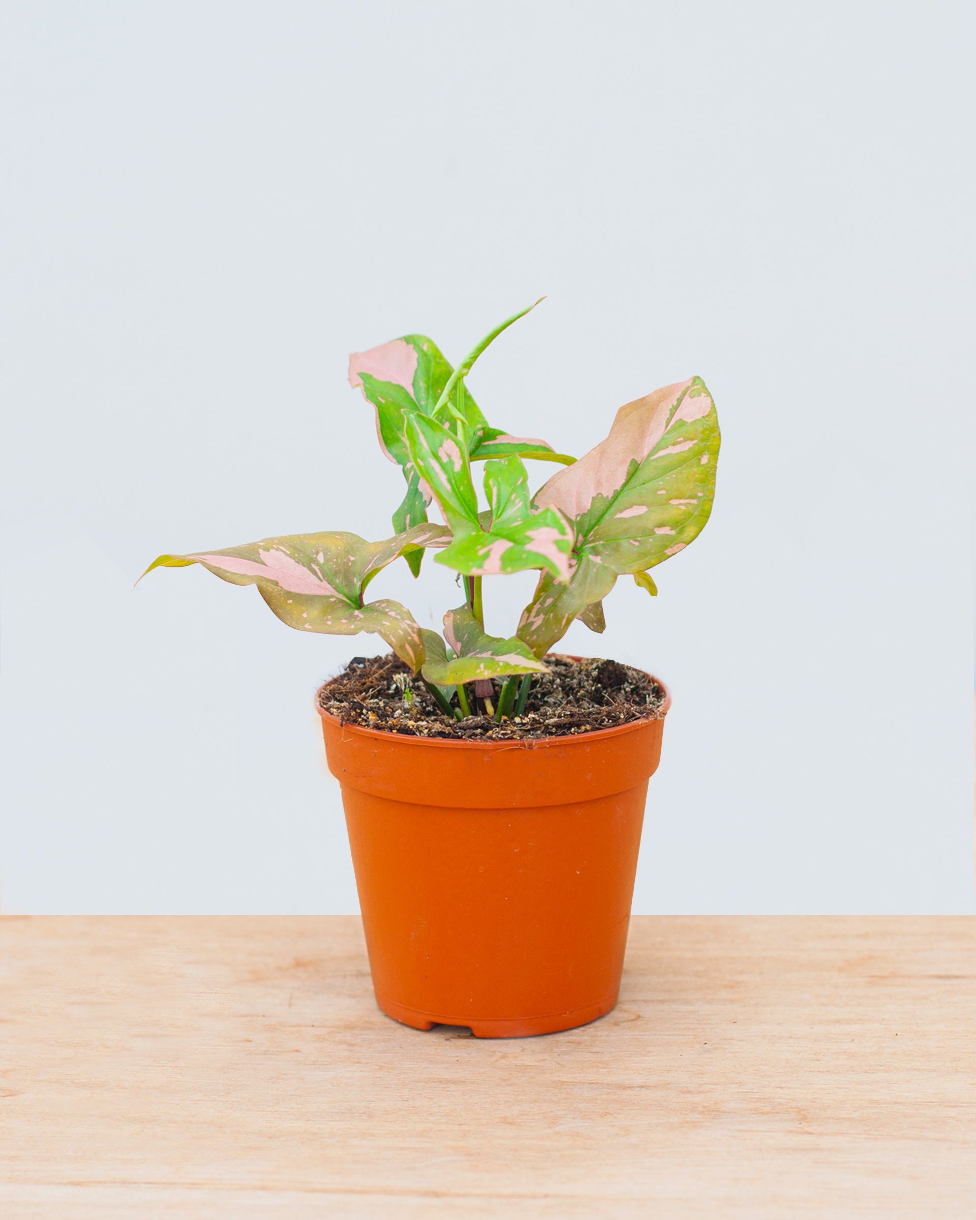 Syngonium Pink Splash M (Arrowhead) online kopen | PLNTS.com