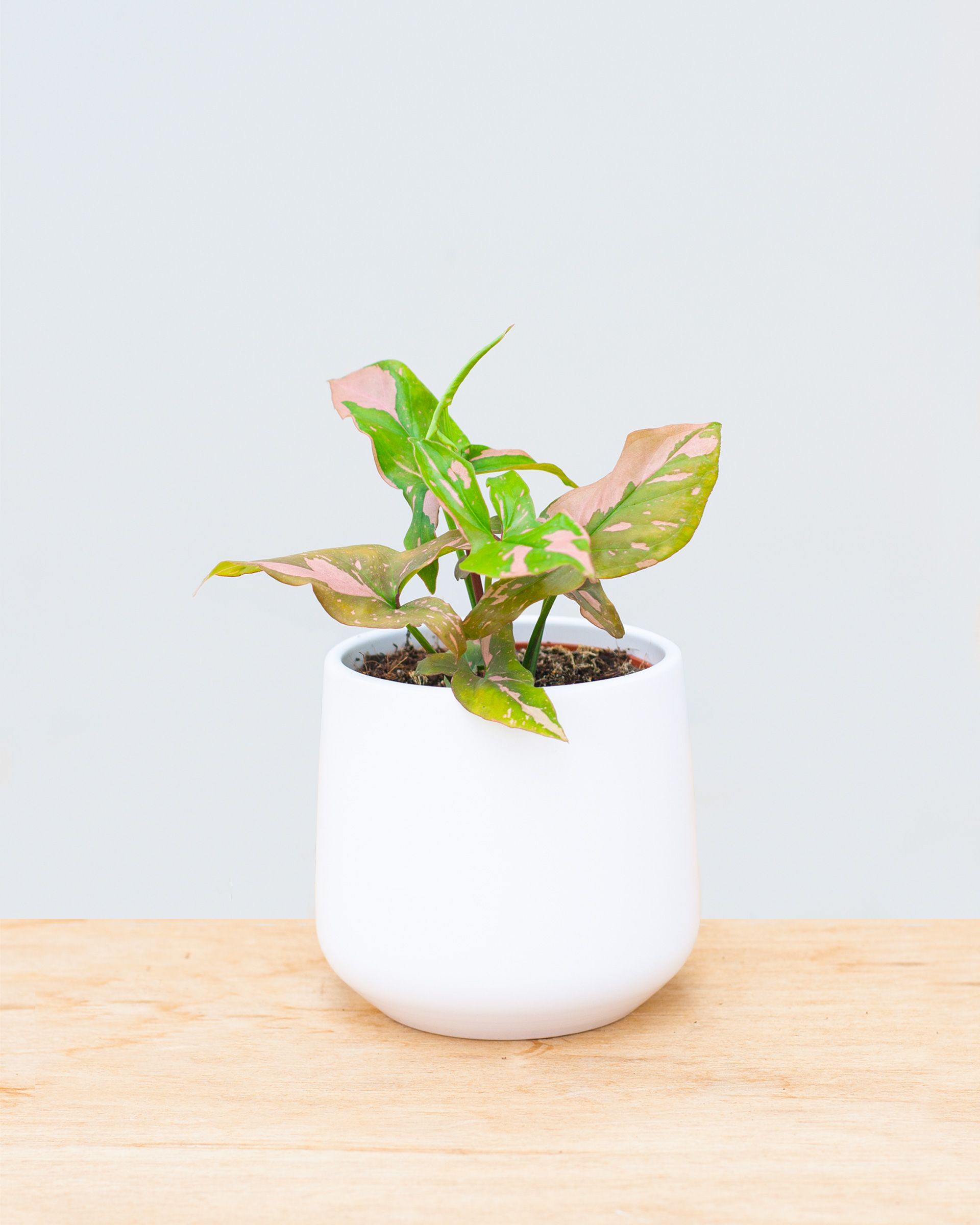 Syngonium Pink Splash M (Arrowhead) online kopen | PLNTS.com