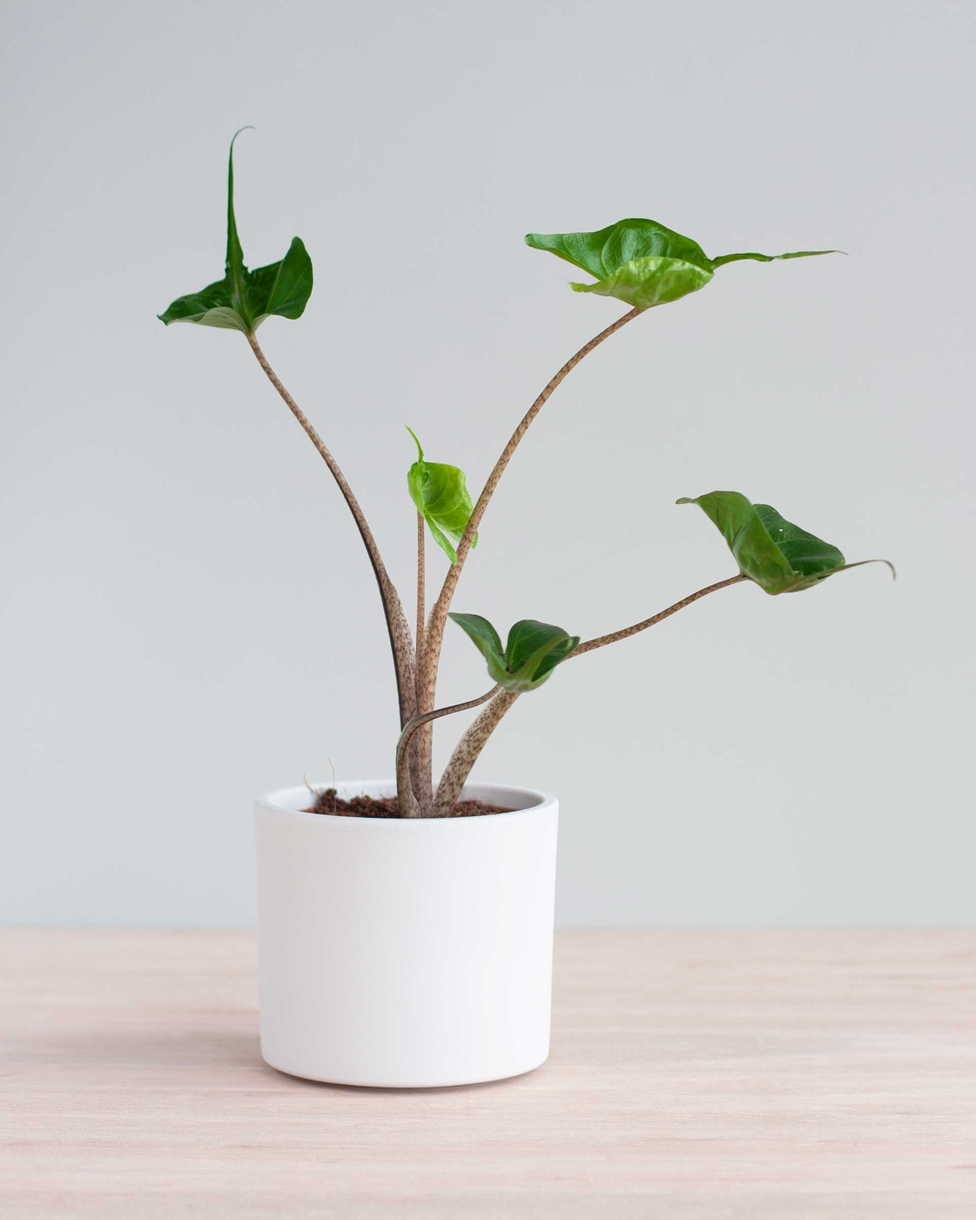 alocasia stingray m (pijlstaartplant) online kaufen | plnts