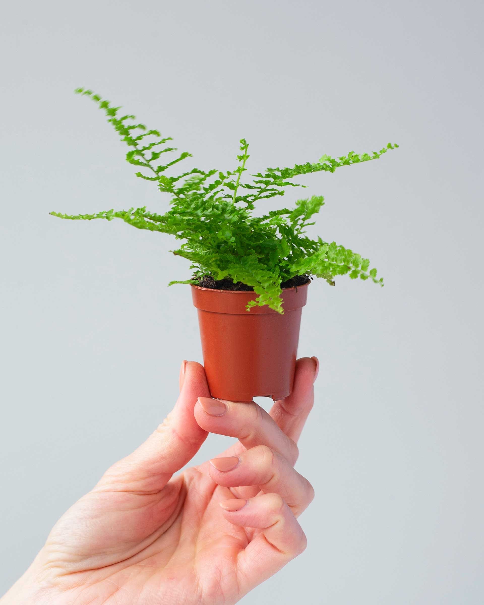 Nephrolepis Green Fantasy S (Krulvaren) online kopen | PLNTS.com