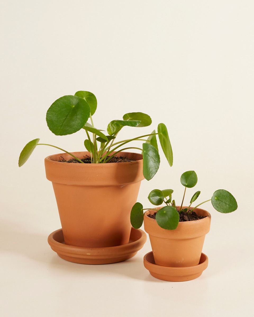 Zimmerpflanzen sets online kaufen | PLNTS.com