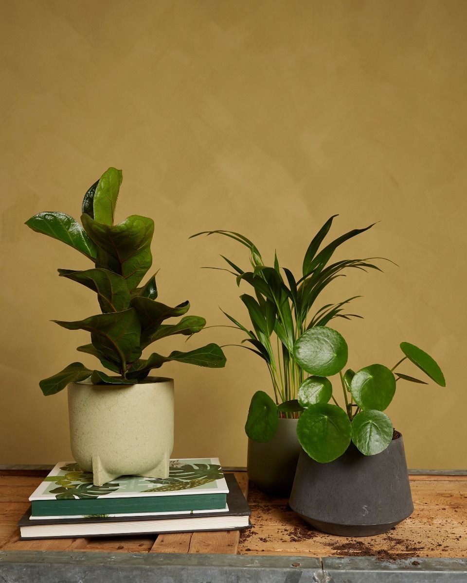 Shop Must have set online | PLNTS.com