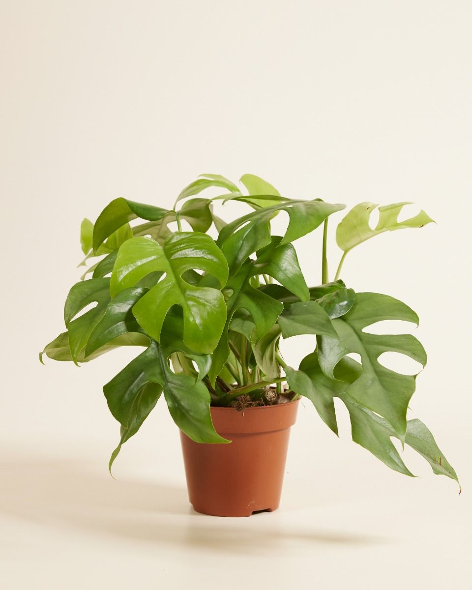 Shop Rhaphidophora Tetrasperma Mini Monstera M online | PLNTS.com