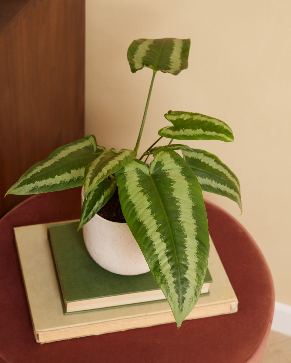 Shop Schismatoglottis Wallichii M online | PLNTS.com
