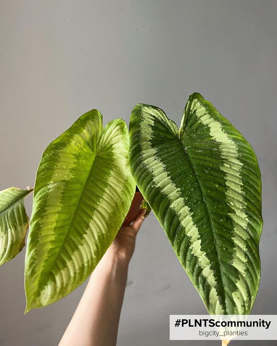 Shop Schismatoglottis Wallichii M online | PLNTS.com