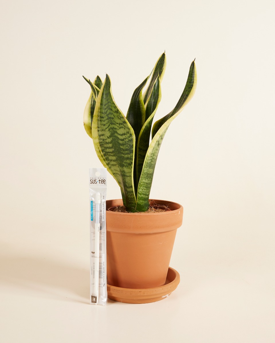 PLNTS plantenset voor beginners