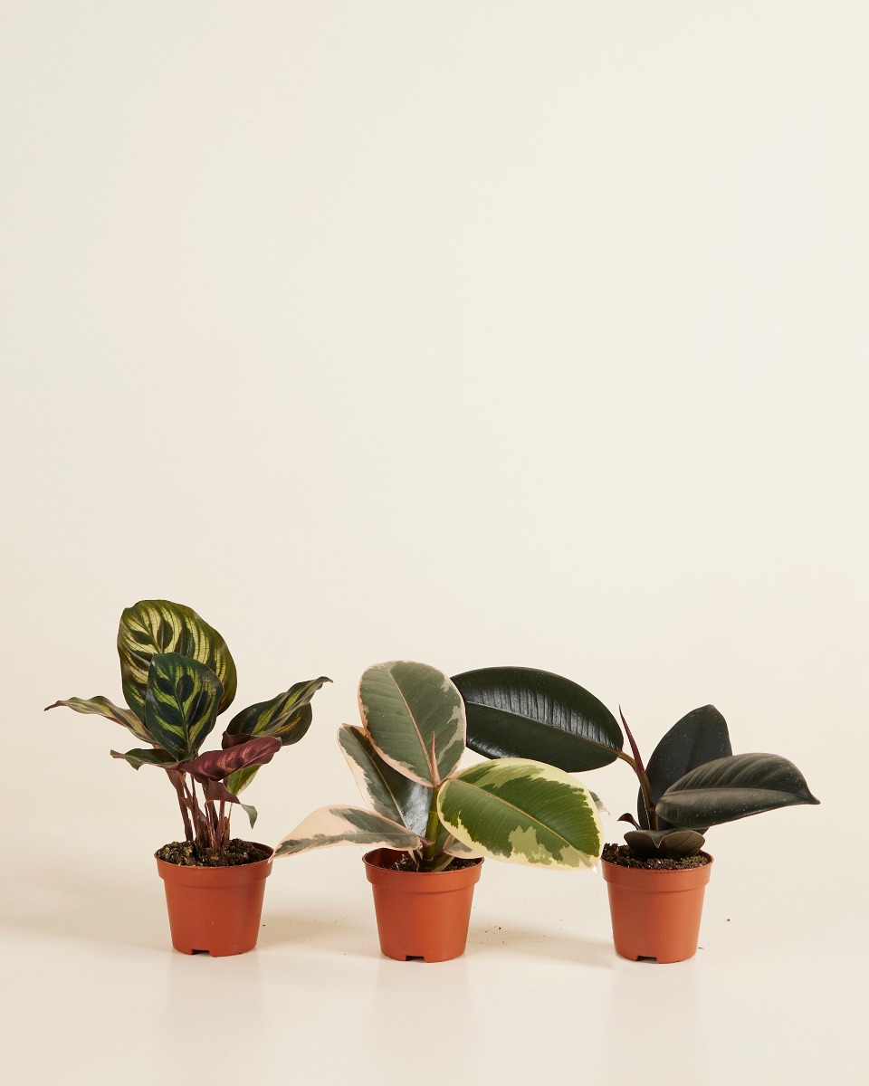 PLNTS plantenset voor beginners